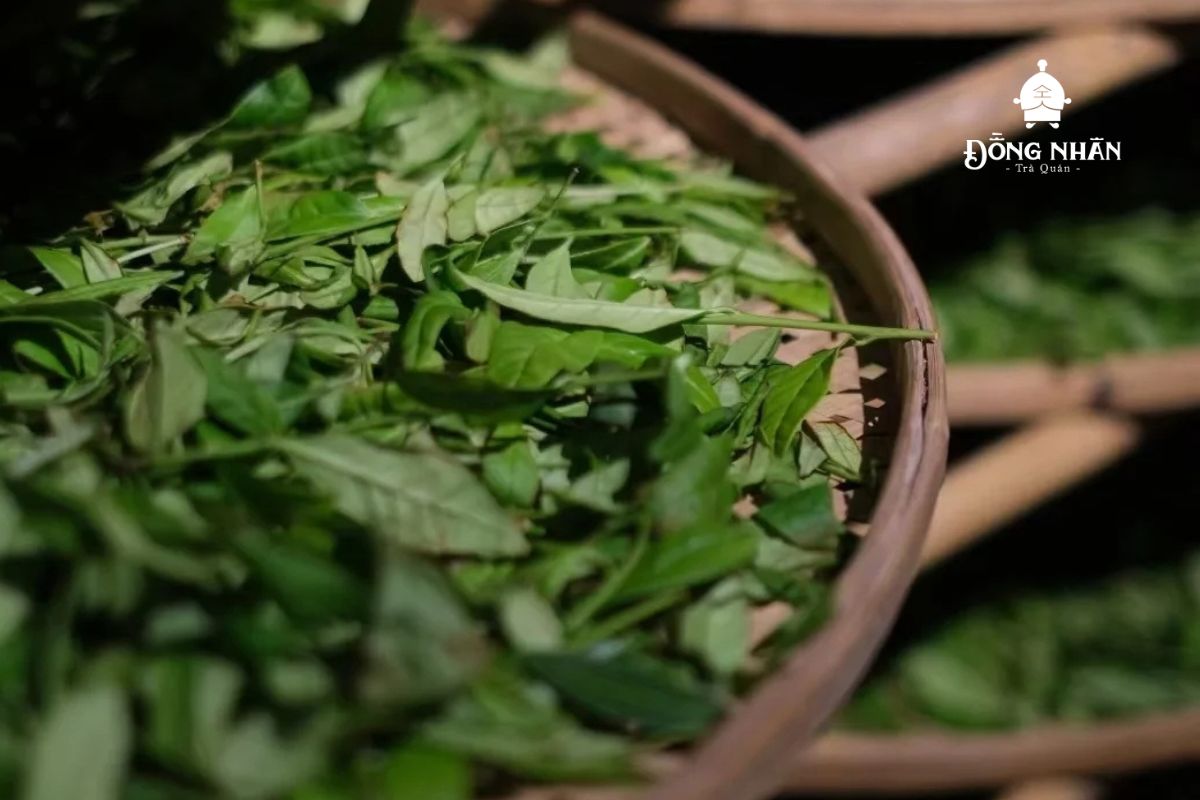 QUY TRÌNH SẢN XUẤT TRÀ Ô LONG